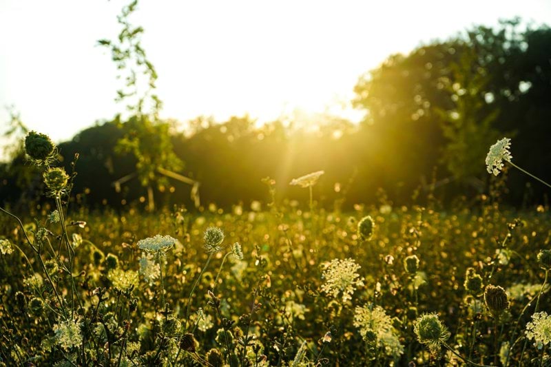 a field full of flowers with the sun in the background