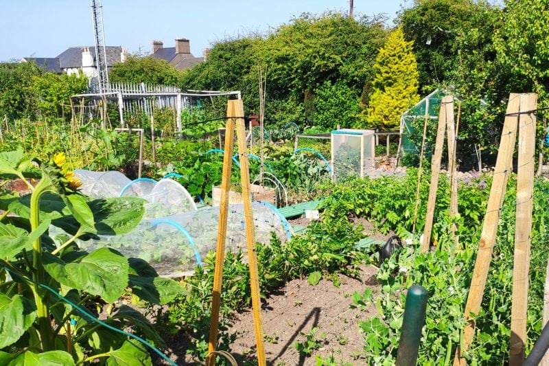 a garden filled with lots of green plants
