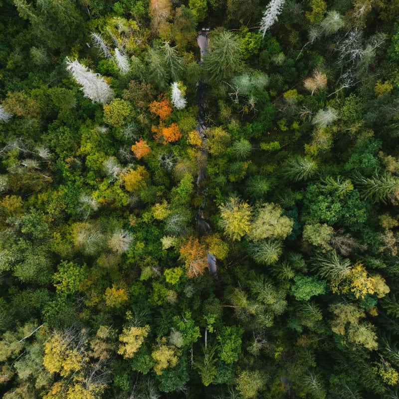 Aerial view of a dense forest with autumn foliage.