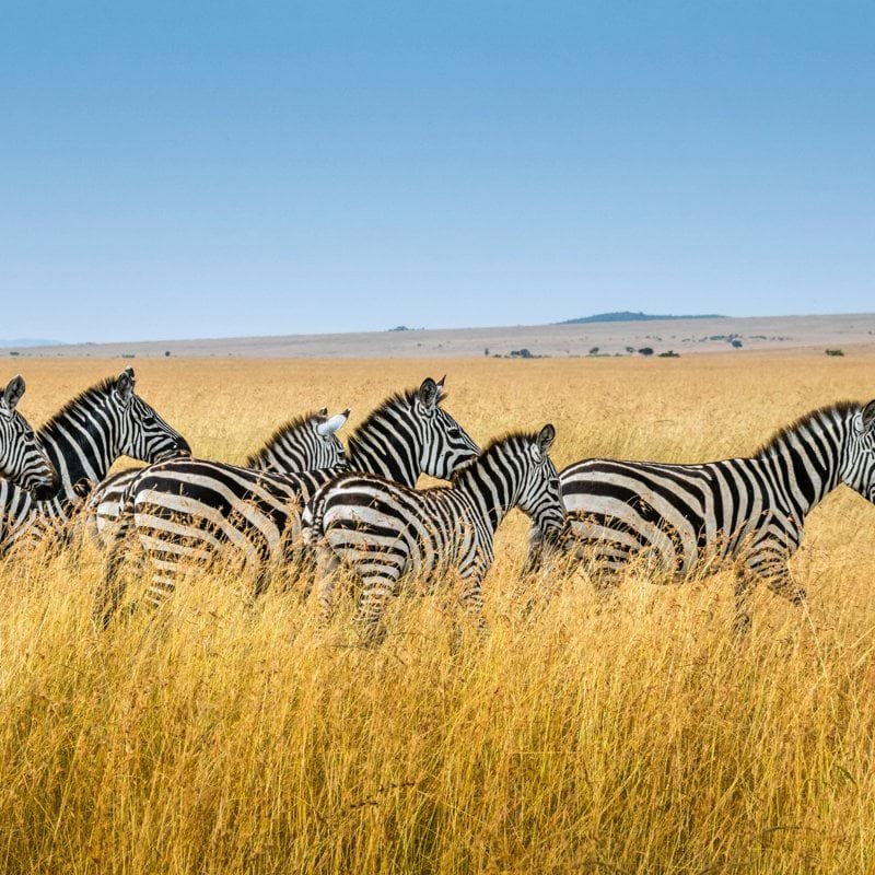 group of zebra walking on wheat field