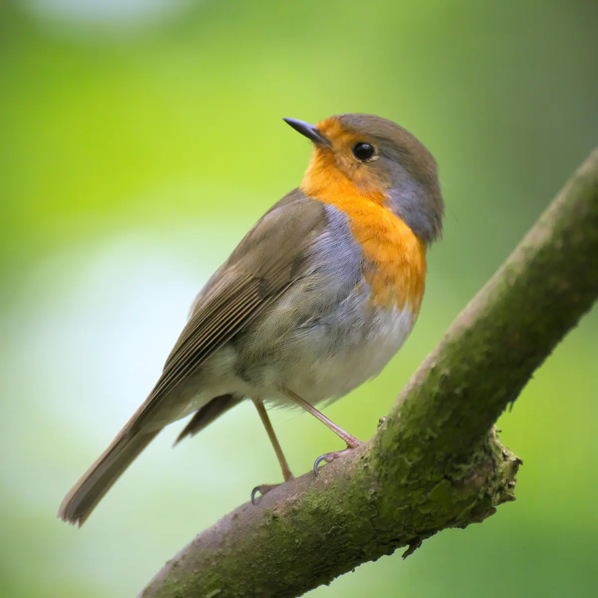 Picture of bird