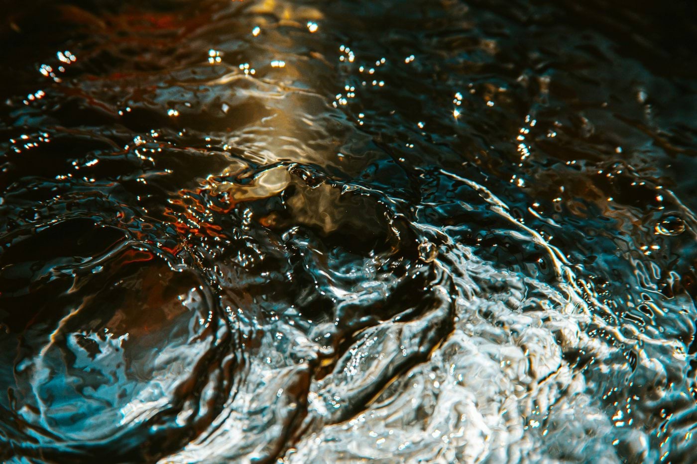 brown and white duck on water
