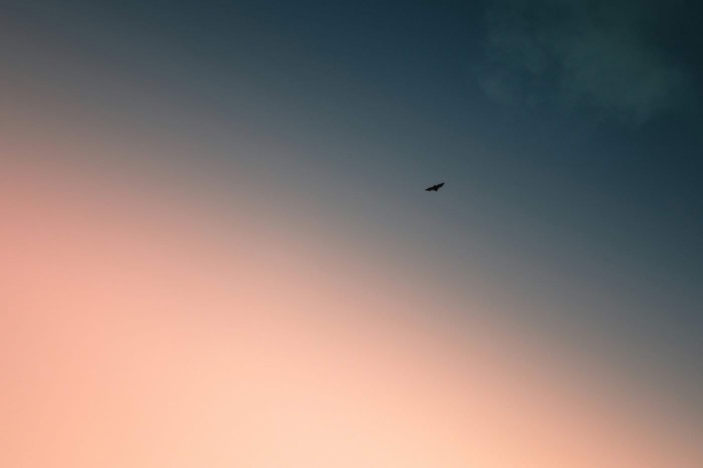 a bird flying high up in the sky