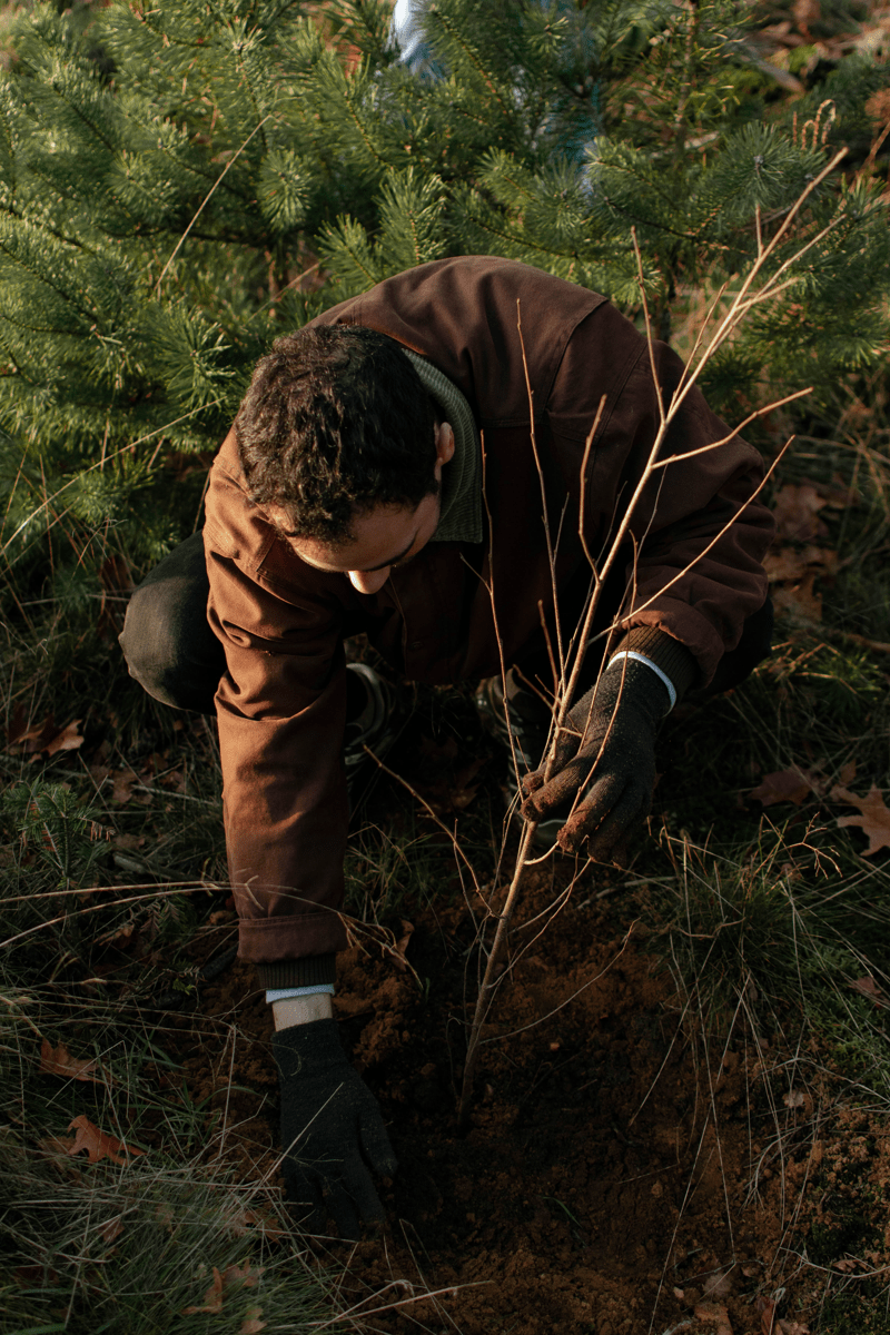 MR MARVIS Team Planting Trees