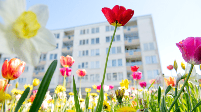 Blommor i olika färger i förgrunden och ett flerbostadshus i bakgrunden.