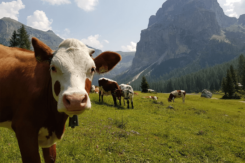 A cow curiously looking at the camera with mountains and the rest of the herd in the back