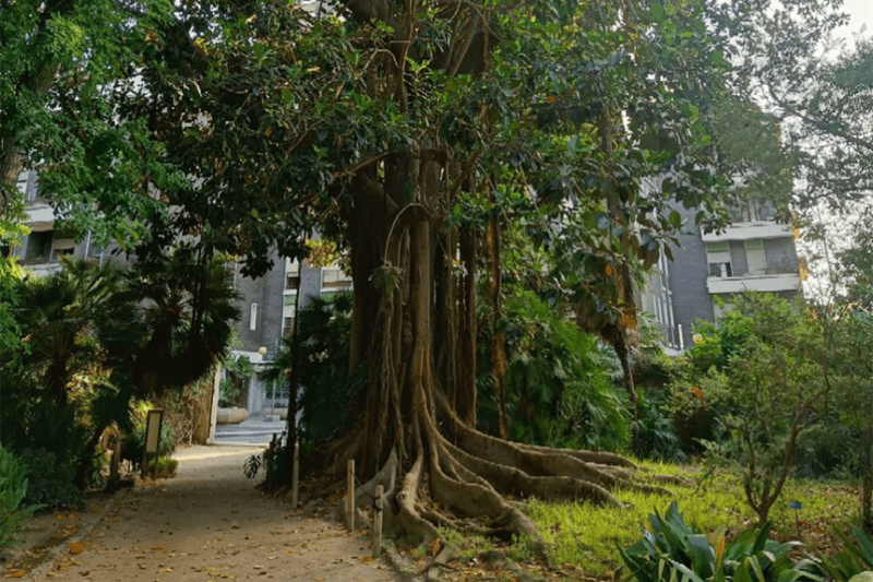 A tree with thick roots in a park