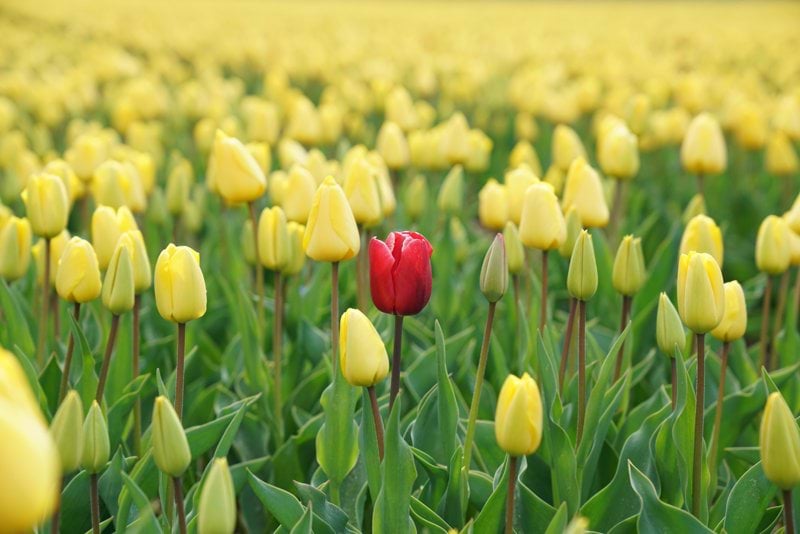 WKND iGaming. red tulip flower in yellow tulip field